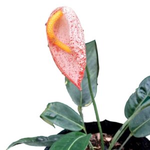 Anthurium Scherzerianum 'Rothschildianum'