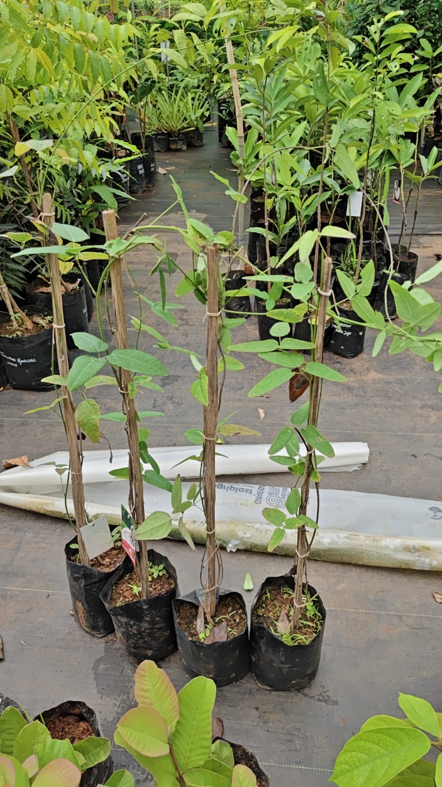 Akebia quinata - Image 4