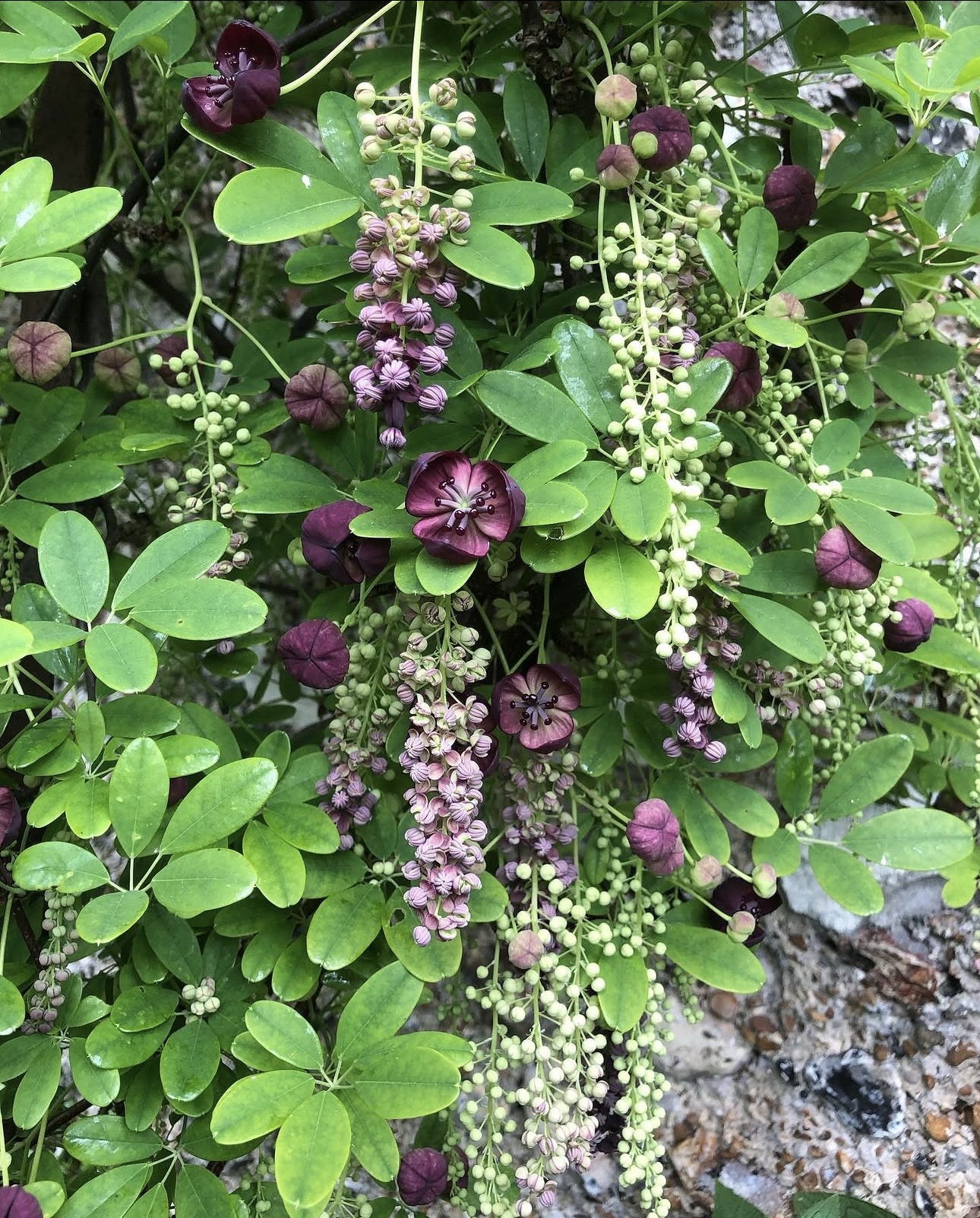 Akebia quinata - Image 3