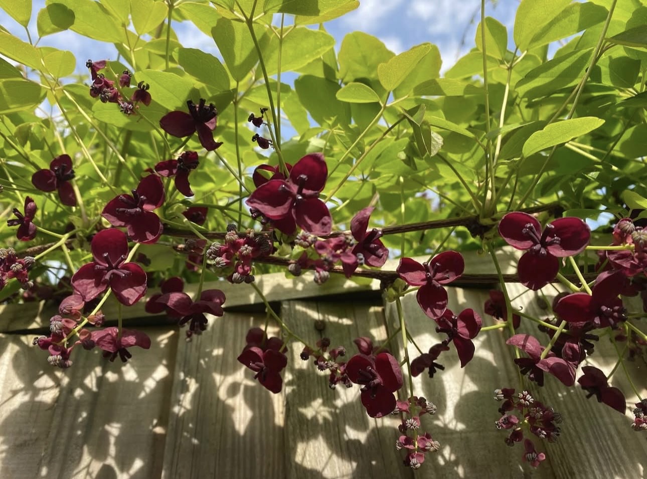 Akebia quinata - Image 7