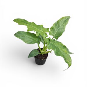 philodendron bob cee