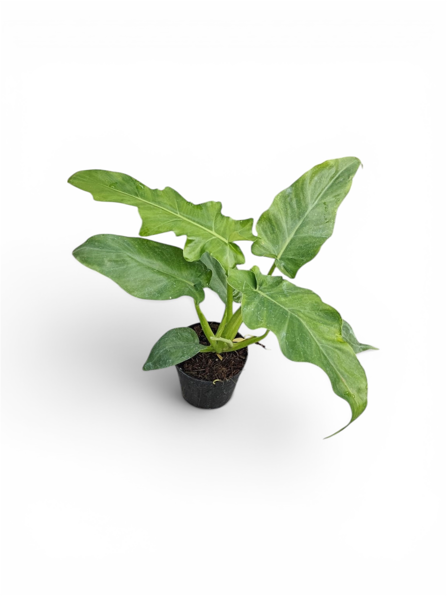 philodendron bob cee