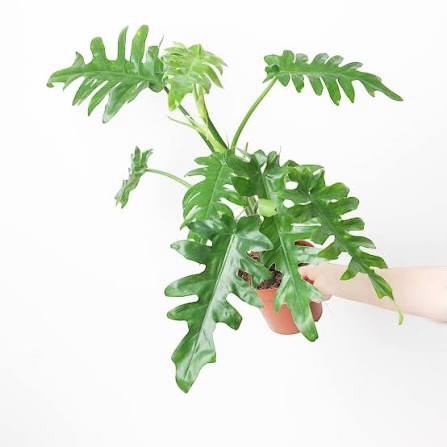 philodendron bob cee - Image 3